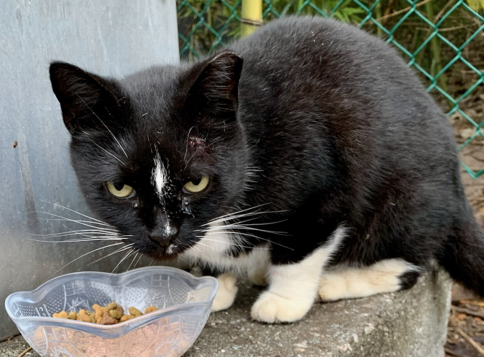 Whitney, believed to be at least 14 years old, was found dead at a Bluffton cat colony on March 4 after being shot in the head with a BB gun. A volunteer at the colony described her as shy but sweet: “It took a while for her to warm up to me, for me to be able to love up on her.”