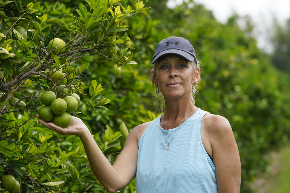 Kim Dillon, manager at Ben & Ben Becnel, Inc. shows a cluster of unripe oranges in one of their groves in Plaquemines Parish, La., Thursday, Sept. 28, 2023. Citrus farmers in the southeast corner of Louisiana are scrambling to protect and save their crops from salt water, which for months has polluted the fresh water they use for irrigation. A mass flow of salt water from the Gulf of Mexico continues to creep up the Mississippi river and threaten Louisiana communities water used for drinking, cooking and agriculture. (AP Photo/Gerald Herbert)