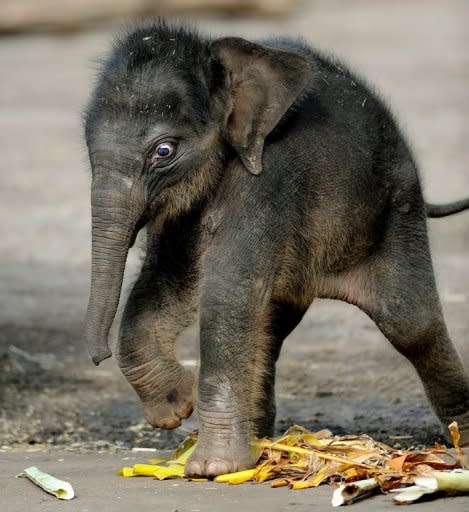 File photo shows elephant calf Pathi Harn shortly after his birth in Sydney's Taronga Zoo in March 2010. The birth of the Asian elephant made headlines after it emerged alive after experts had written it off for dead