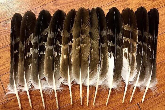 eagle tail feathers