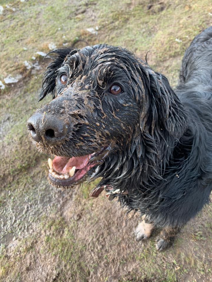 4)  Bonnie, Border Collie x Golden Retriever, Devon