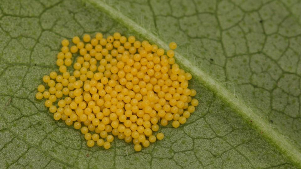 The Marsh Fritillaries eggs