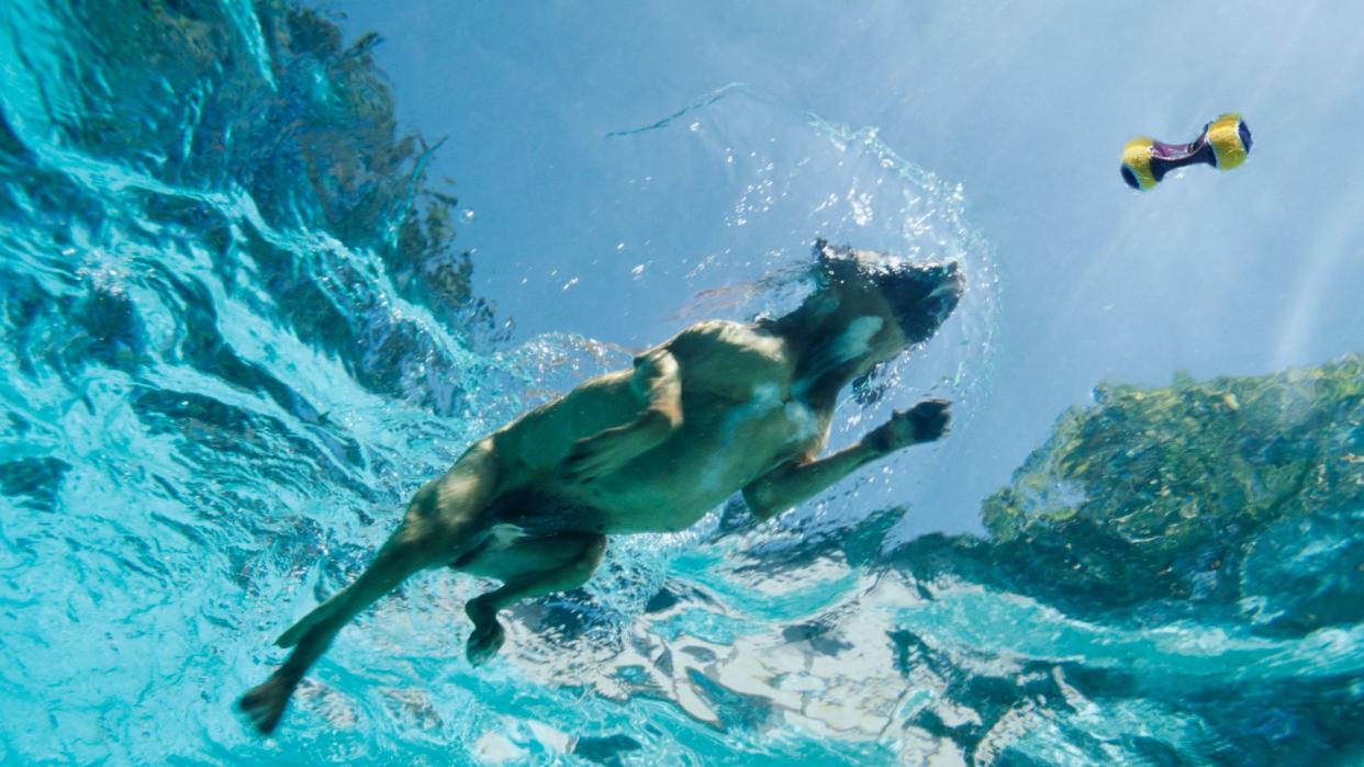 Dog swimming with toy