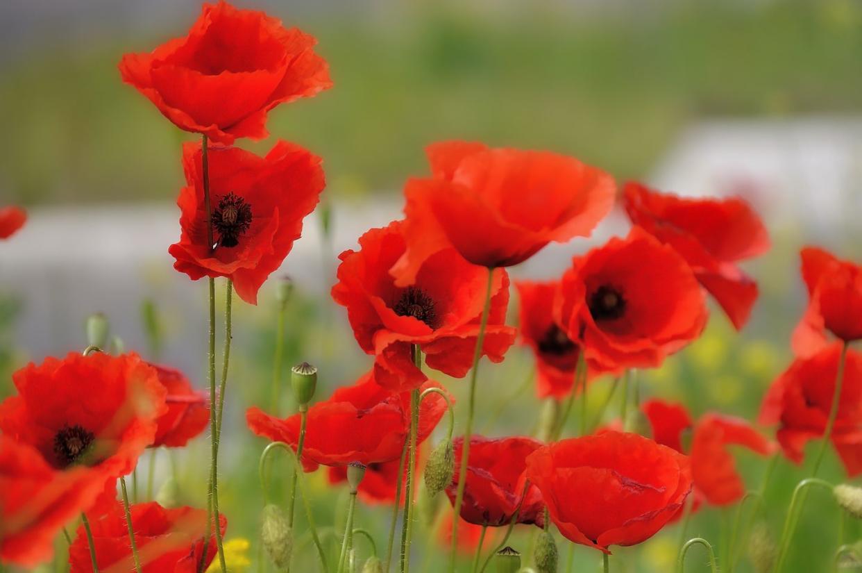 poppies,close up of red poppy flowers in field