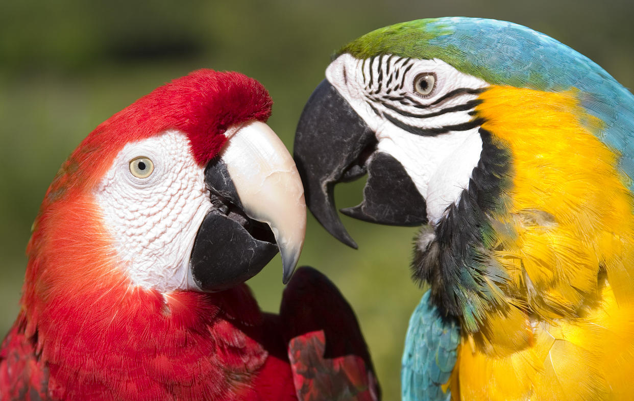 La mayoría de las 17 especies de Guacamayas están en peligro de extinción debido a la deforestación y la captura ilegal como mascotas, dice Amazon Aid Foundation.