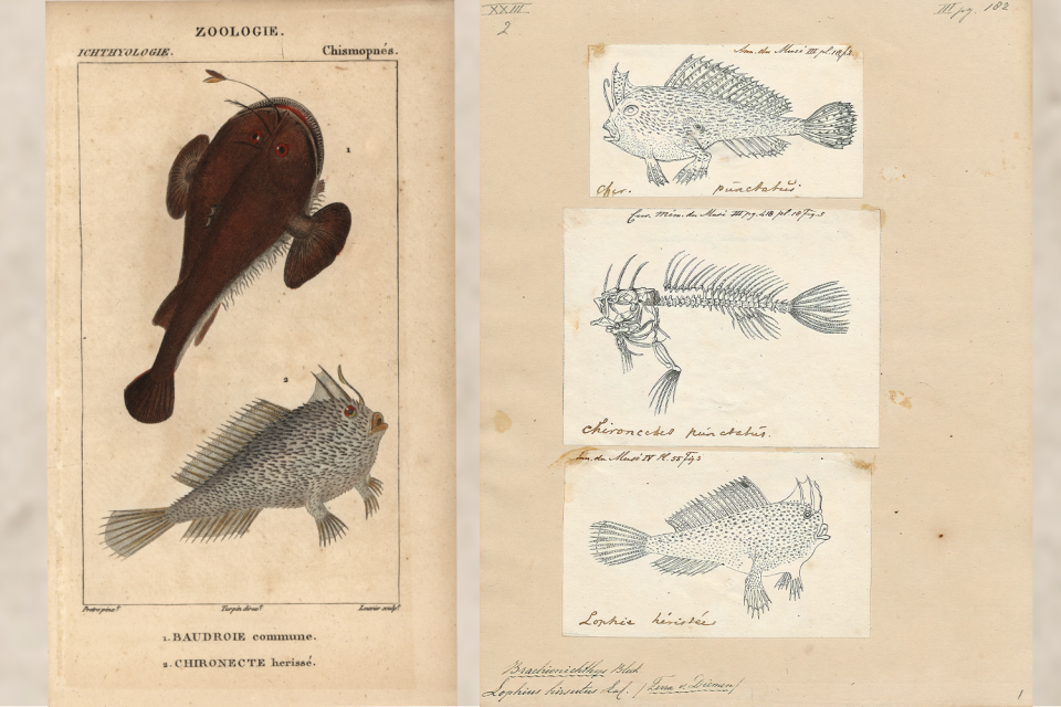 Two scientific drawings of spotted handfish.