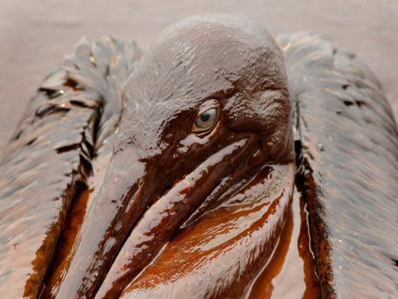 A Brown Pelican is mired in oil from the Deepwater Horizon spill on the beach at East Grand Terre Island along the Louisiana coast on June 3, 2010 (AP Photo/Charlie Riedel, File)