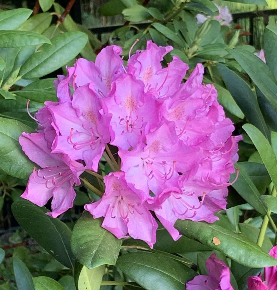 Large Pink Rhododendron