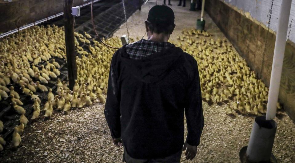 CORRECTS TO HUDSON VALLEY FOIE GRAS INSTEAD OF HIDDEN VALLEY FOIE GRAS In this July 18, 2019 photo, Marcus Henley, operations manager for Hudson Valley Foie Gras duck farm, tours a barn in Ferndale, N.Y. of new arrival ducklings. The farm imports over 10,000 ducklings weekly from Canada, that live cage-free until at twelve weeks they are forced-fed to fatten their liver, producing foie gras. A New York City proposal to ban the sale of foie gras, the fattened liver of a duck or goose, has the backing of animal welfare advocates, but could mean trouble for farms outside the city that are the premier U.S. producers of the French delicacy. (AP Photo/Bebeto Matthews)