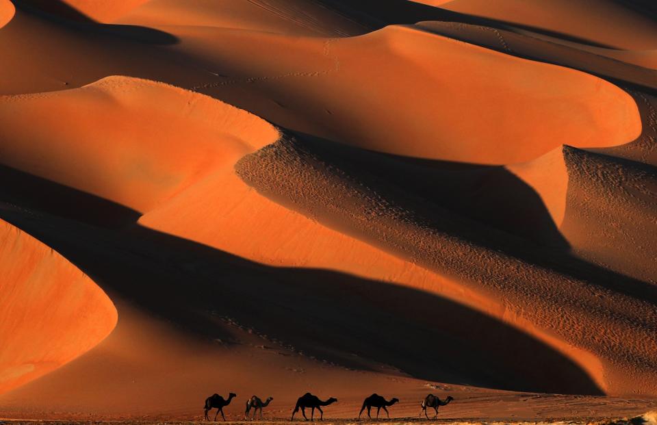 Varios camellos avanzan por el desierto de Liwa, unos 250 km al oeste de Abu Dhabi. (AFP | Karim Sahib)