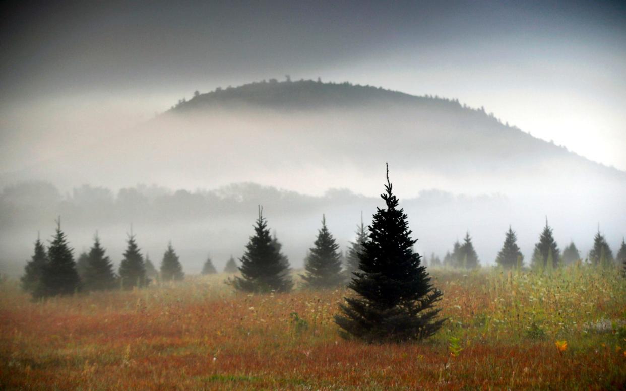 A Christmas tree farm  - AP