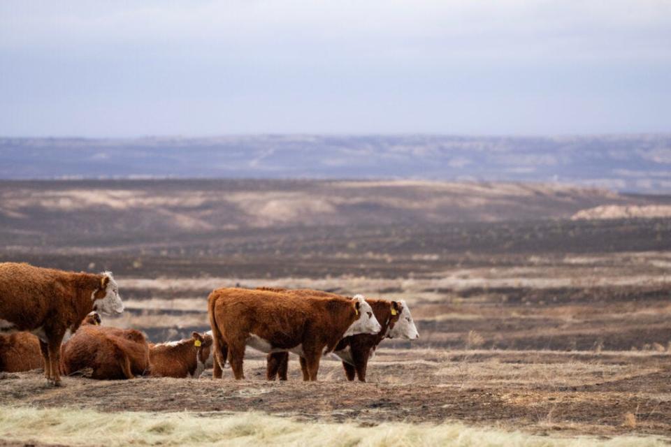 The ranchland surrounding Canadian may be blackened by wildfires, but cattle raisers from across the country will still find a value in the Texas A&M AgriLife Hemphill County Beef Conference on April 23-24.