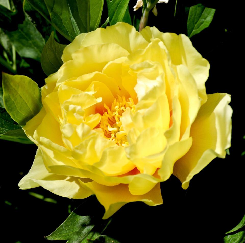 A yellow Itoh peony