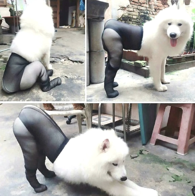 Dogs Wearing Tights: Weird Instagram Trend