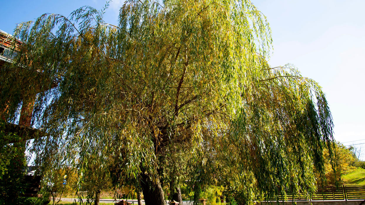  Weeping willow tree 