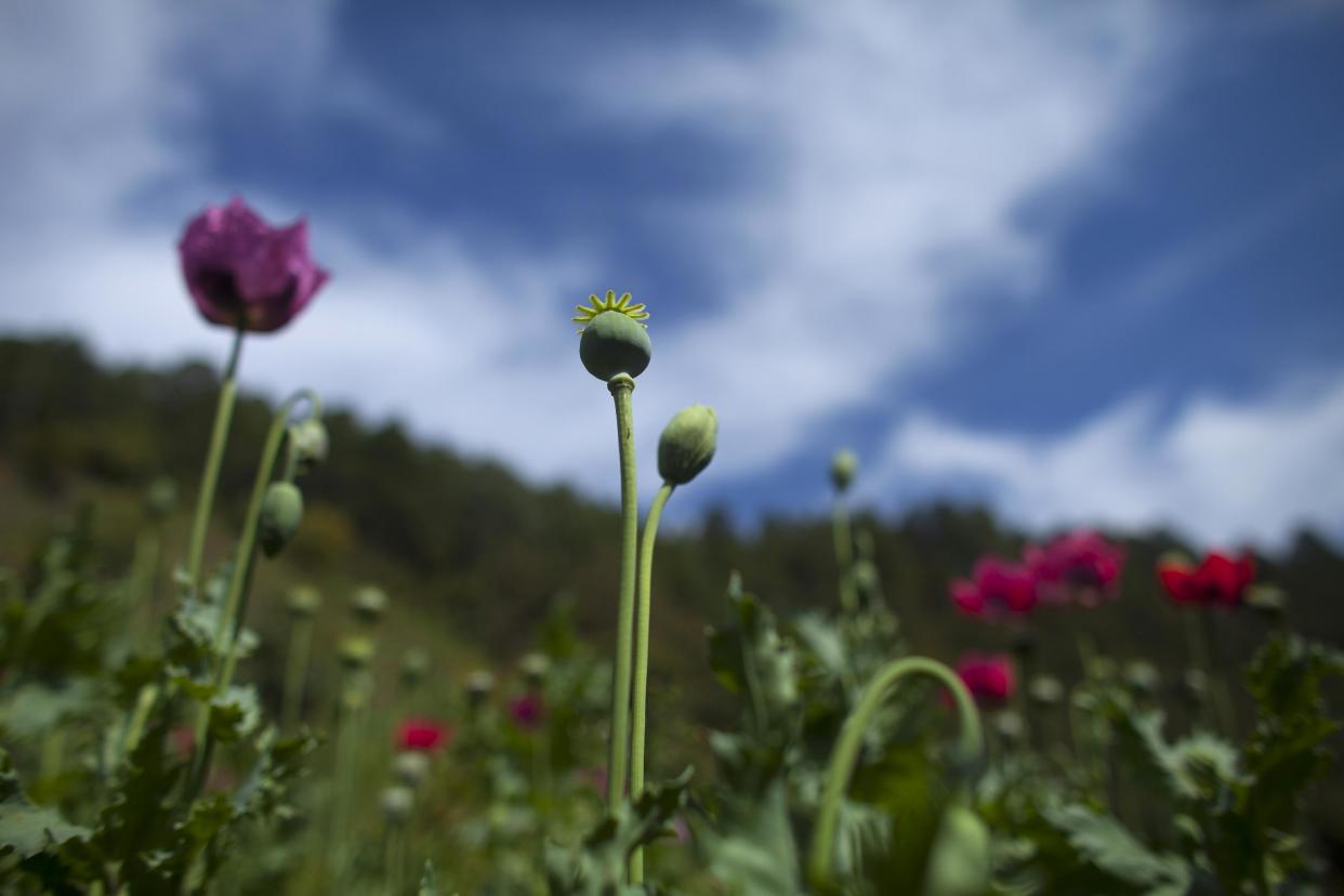 El cultivo de la amapola ha trastornado el modo de vida en zonas rurales de México (Foto AP/Darío López-Mills)