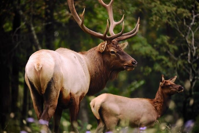 Two of the elk in the West Virginia herd (Photo: West Virginia State Parks)