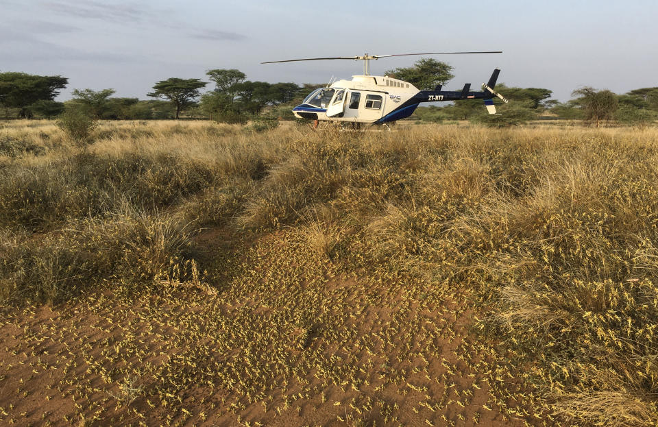 Locusts swarm on the ground south of Lodwar town in Turkana county, northern Kenya Tuesday, June 23, 2020. The worst outbreak of the voracious insects in Kenya in 70 years is far from over, and their newest generation is now finding its wings for proper flight. (AP Photo/Boris Polo)