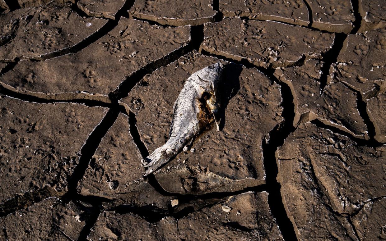Mandatory Credit: Photo by ETIENNE LAURENT/EPA-EFE/Shutterstock (12928880u) Fish trapped as the water disappeared rot and dry in the sun in the middle of the dried up patch of what used to be a boat access ramp to the waters of Lake Mead, near Boulder, Nevada, USA, 06 May 2022. Water levels in Lake Mead continue to drop as the region faces severe drought. Lake Mead faces severe drought in Southern Nevada., Boulder, USA - 06 May 2022 - ETIENNE LAURENT/EPA-EFE/Shutterstock 