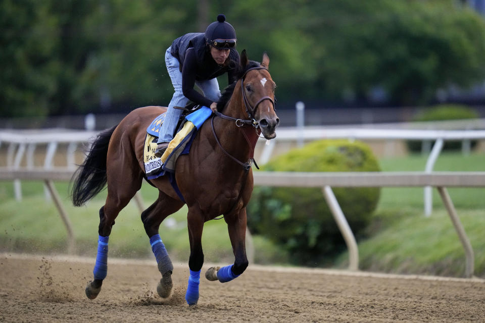 Preakness Stakes entrant National Treasure works out with an exercise jockey ahead of the 148th running of the Preakness Stakes horse race at Pimlico Race Course, Wednesday, May 17, 2023, in Baltimore. (AP Photo/Julio Cortez)