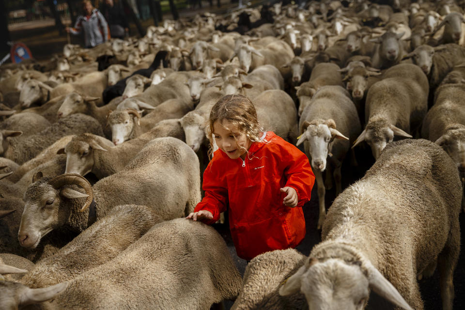 Shepherds in Madrid