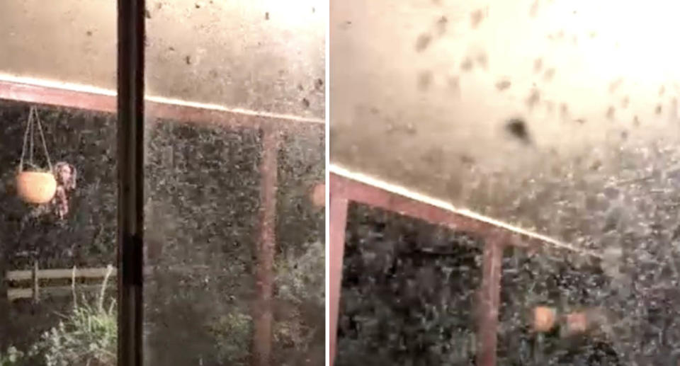 One resident in a flooded NSW community was faced with hundreds of mosquitos at her property. Source: Nicole Fragar via the ABC