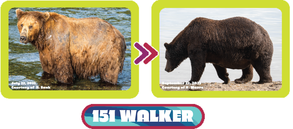 See the transformation of Bear 151 Walker from July to September in 2023. / Credit: N. Boak/National Park Service (left) and K. Moore/National Park Service (right)