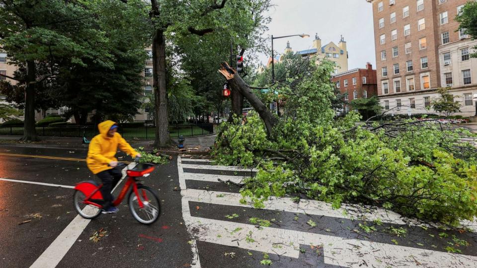 PHOTO: A person cycles past a fallen tree during stormy weather, in Washington, D.C, Aug. 7, 2023. (Phillip Baumgart via Reuters)