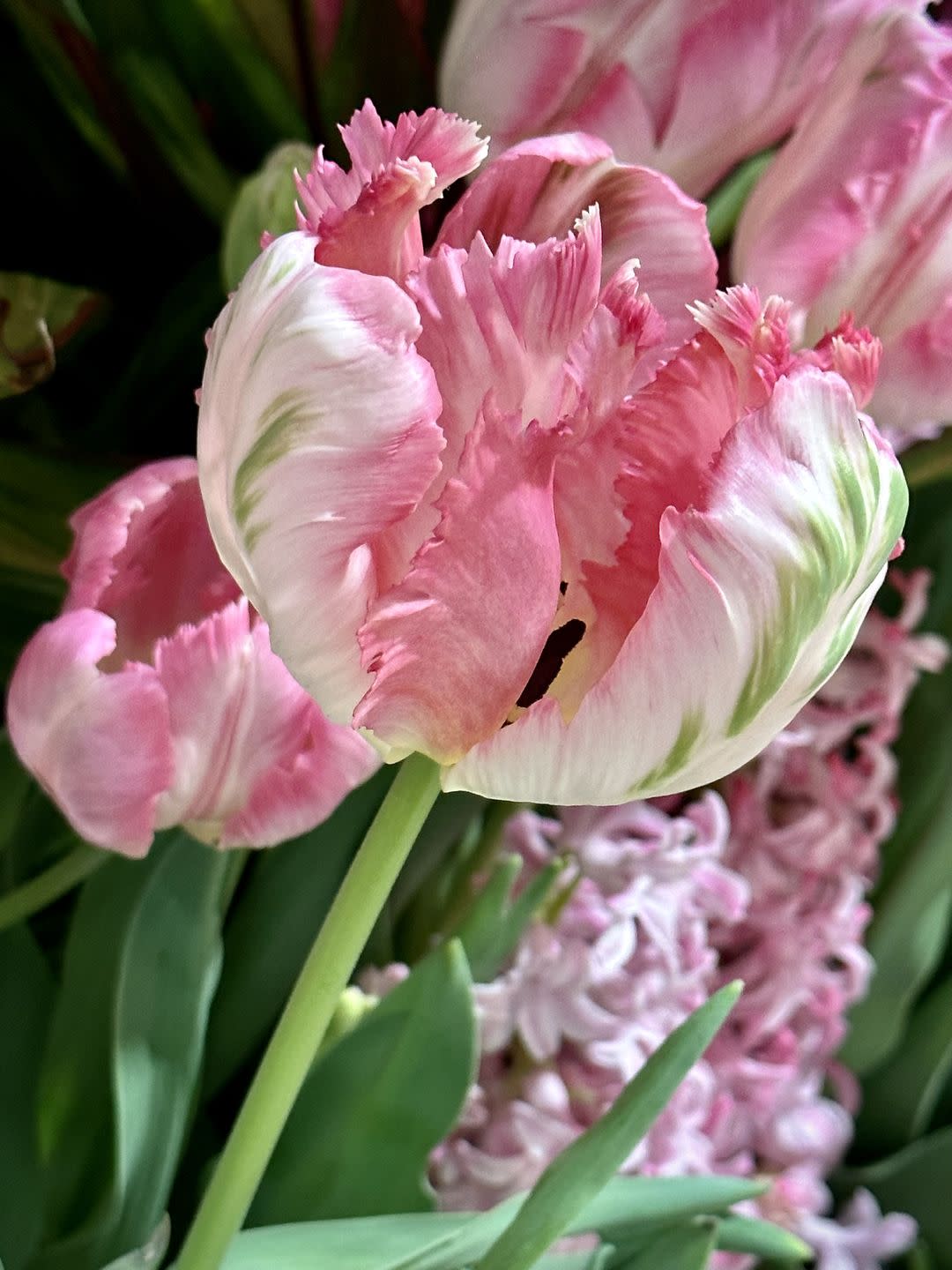 pink, white and green fringed parrot tulip