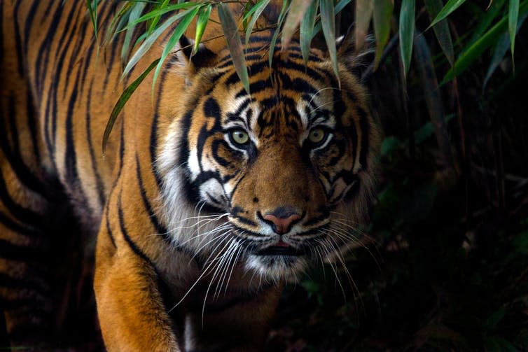 <span class="caption">The Sumatran tiger is one of the orangutan’s forest predators.</span> <span class="attribution"><a class="link " href="https://www.shutterstock.com/image-photo/beautiful-sumatran-tiger-on-prowl-1011623377?src=HbjHivkf1atYT67RREM52g-1-0" rel="nofollow noopener" target="_blank" data-ylk="slk:Shutterstock;elm:context_link;itc:0;sec:content-canvas">Shutterstock</a></span>