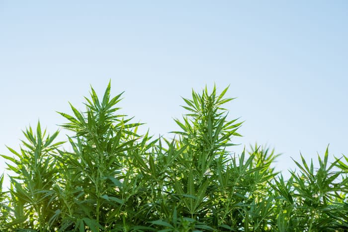 Cannabis plants growing outdoors.