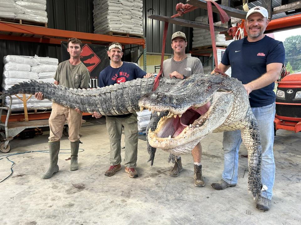 Tanner White (from left), tag-holder Donald Woods, Will Thomas and Joey Clark harvested the new state record alligator on August 26 measuring 14 feet, three inches.