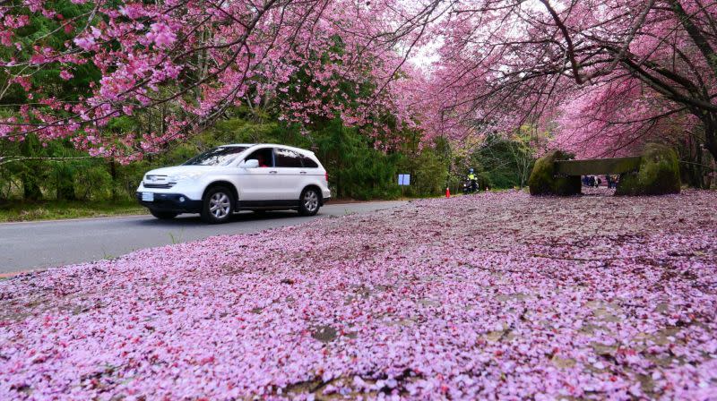 ▲武陵櫻花季將於2月7日登場，持續至2月28日，公路總局規劃賞櫻專車，每日皆有餘票，歡迎民眾多加利用。（圖／公路總局提供）