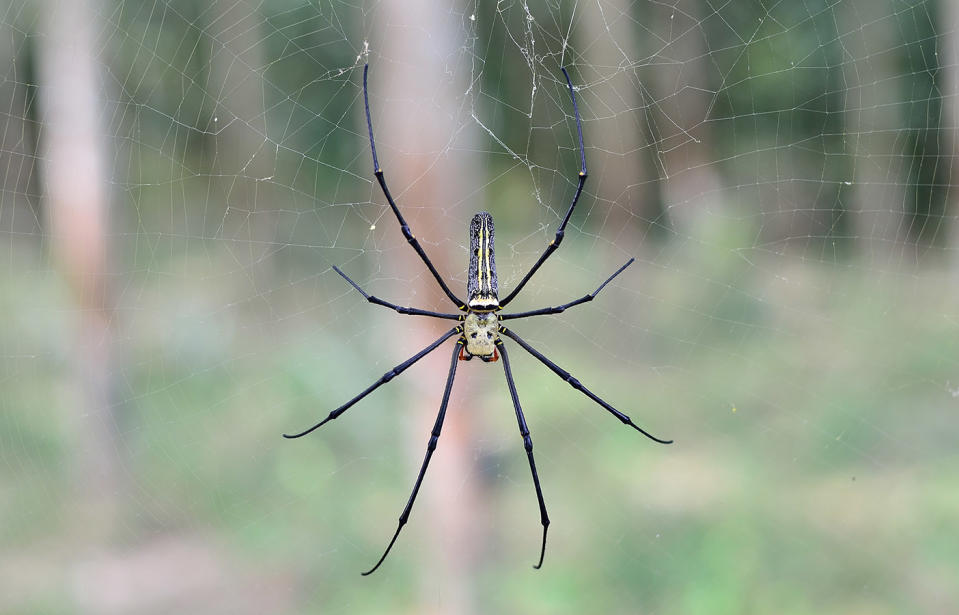 The spider has been identified as a golden orb weaver AKA Nephila pilipes, where the female of the species dwarfs the male. Source: Getty