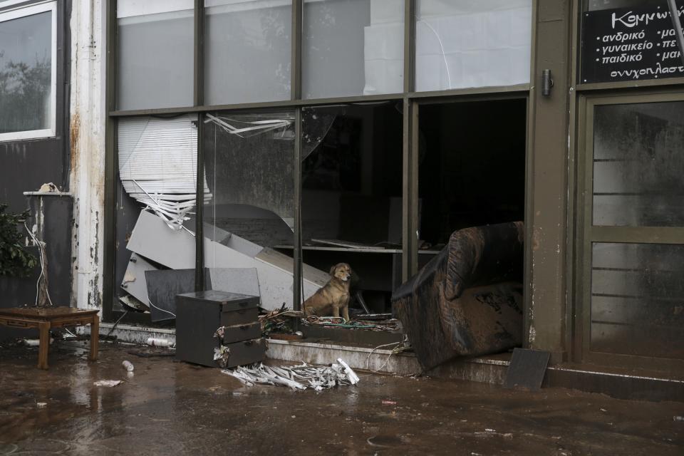 <p>A dog is seen at the damaged store after torrential rains struck the west Athenian suburb of Mandra, Greece on Nov. 16, 2017. (Photo: Ayhan Mehmet/Anadolu Agency/Getty Images) </p>