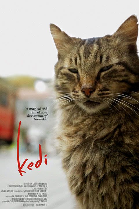 Kedi