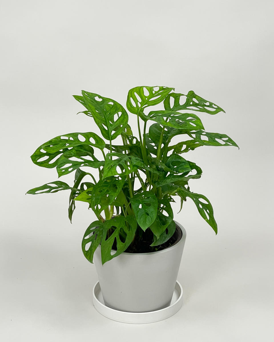 <p><a href="https://go.redirectingat.com?id=74968X1596630&url=https%3A%2F%2Fwww.plantvine.com%2Fproduct%2Fmonstera-adansonii-monstera-plant-swiss-cheese-philodendron%2F&sref=https%3A%2F%2Fwww.goodhousekeeping.com%2Fhome%2Fgardening%2Fg27210824%2Fbuy-plants-online%2F" rel="nofollow noopener" target="_blank" data-ylk="slk:Shop Now;elm:context_link;itc:0;sec:content-canvas" class="link ">Shop Now</a></p><p>PlantVine</p><p>plantvine.com</p>