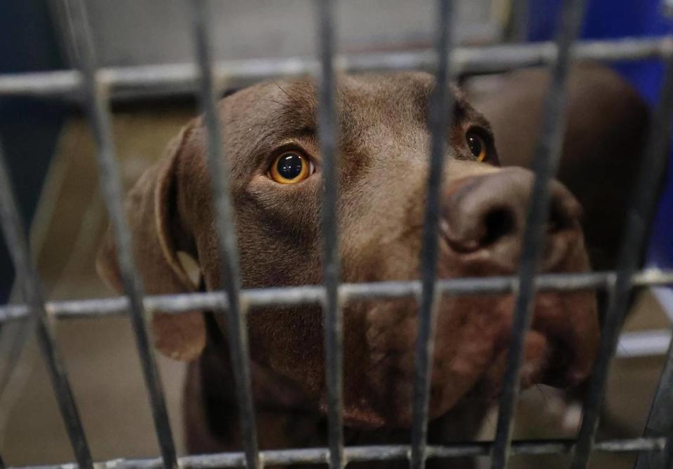 A dog available for adoption looks out from his kennel at Fort Worth’s south shelter, the Chuck & Brenda Silcox Animal Care & Control Center, on October 25, 2023.