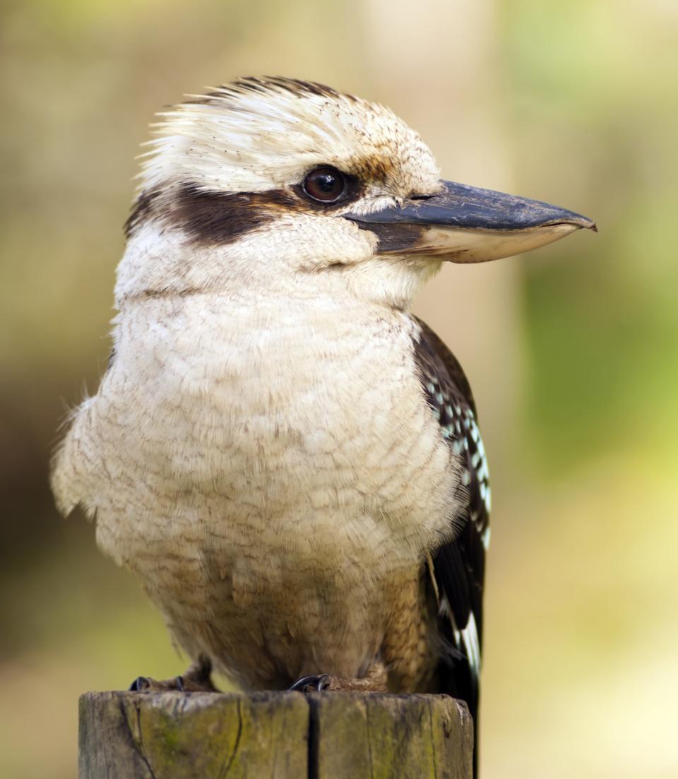 Lachender Hans