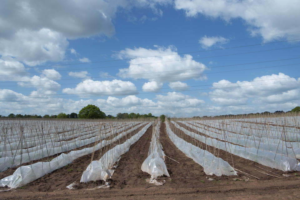 Crop of runner beans being grown in huge numbers under plastic on a farm near Hartlebury, England, United Kingdom.&nbsp; (Photo: Mike Kemp/In Pictures via Getty Images Images)