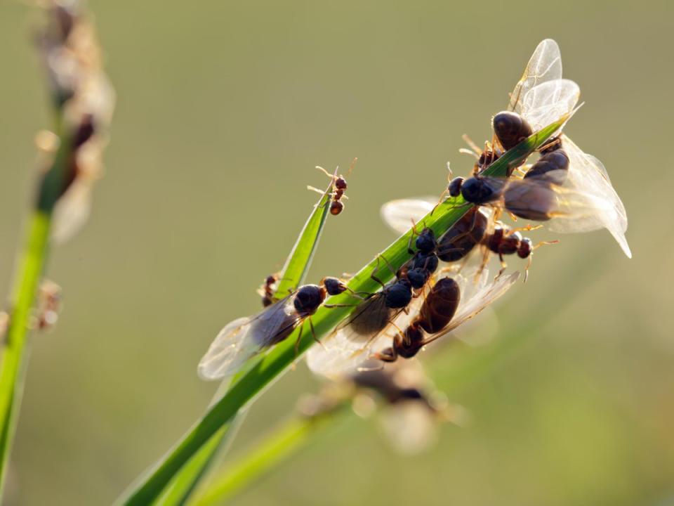 The end of July and beginning of August are a peak time for flying ants (Getty/iStock)