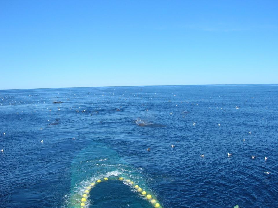 Fish trawler net in the water.