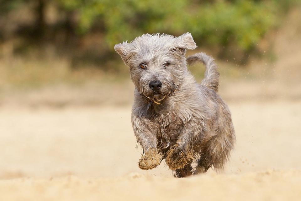 an irish glen of imaal terrier on 2 legs smallest dog breeds