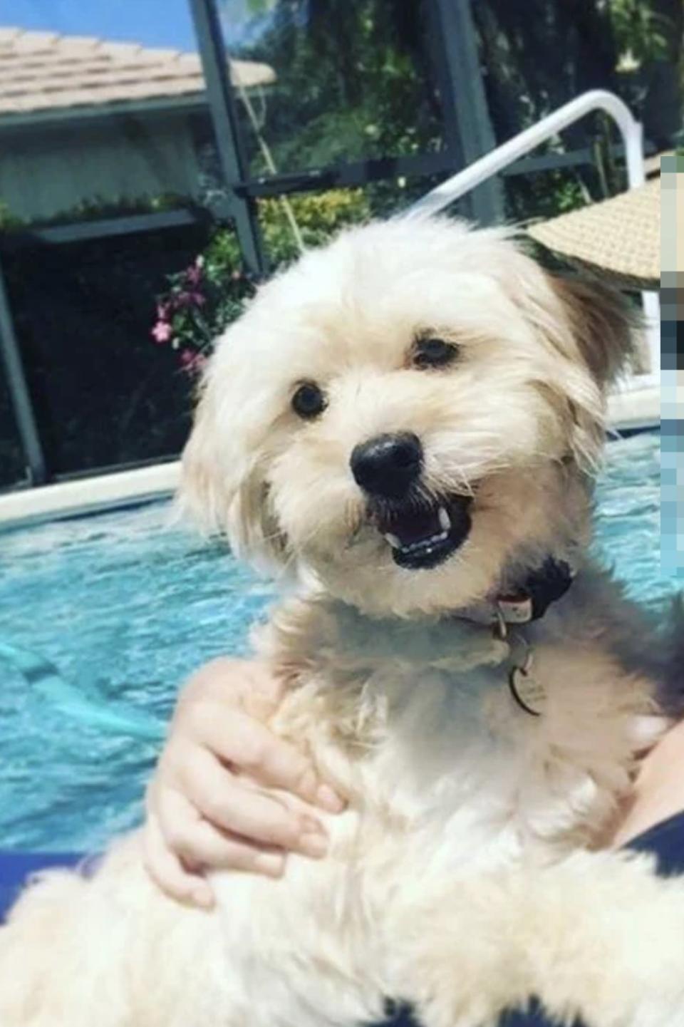 Woman in a sunhat with a smiling small fluffy dog, both beside a pool