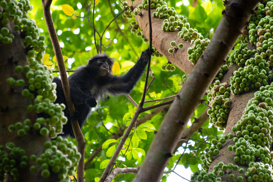 Raffles' banded langur in a fruiting fig tree in the Central Catchment Nature Reserve of Singapore. (Photo courtesy of Law Jia Bao)