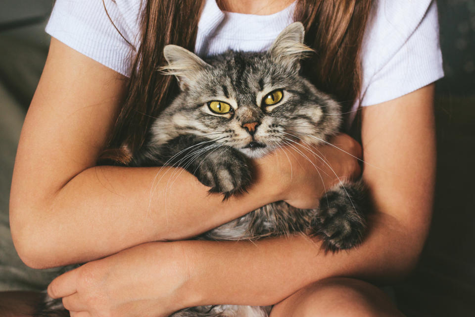 A little girl holding a cat