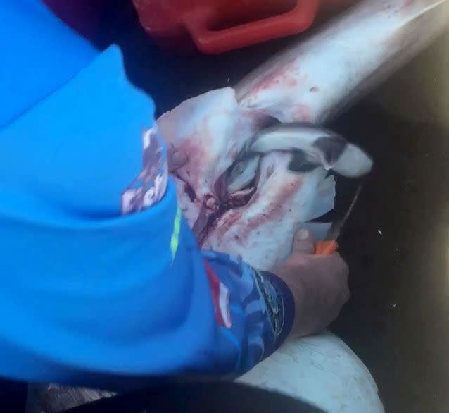 Mathew Orlov begins removing baby sharks from their dead mother. Source: Caters