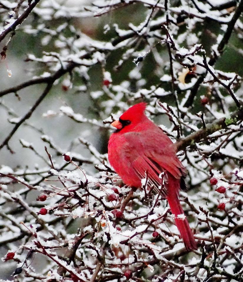 A male Cardinal weathers the winter conditions in this photo taken at the Secrest Arboretum in Wooster.