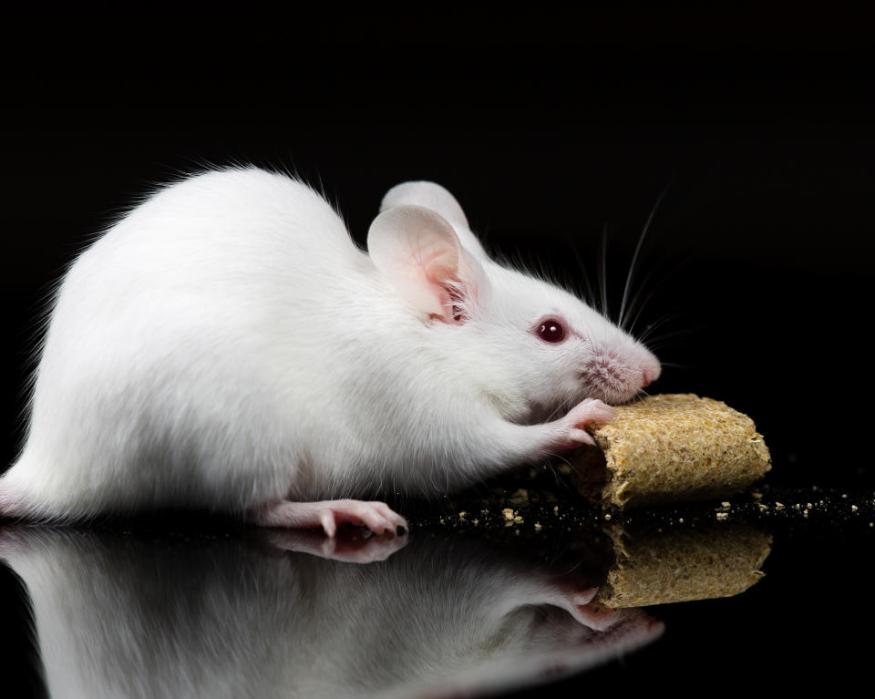 A white mouse is nibbling on a piece of food against a dark background