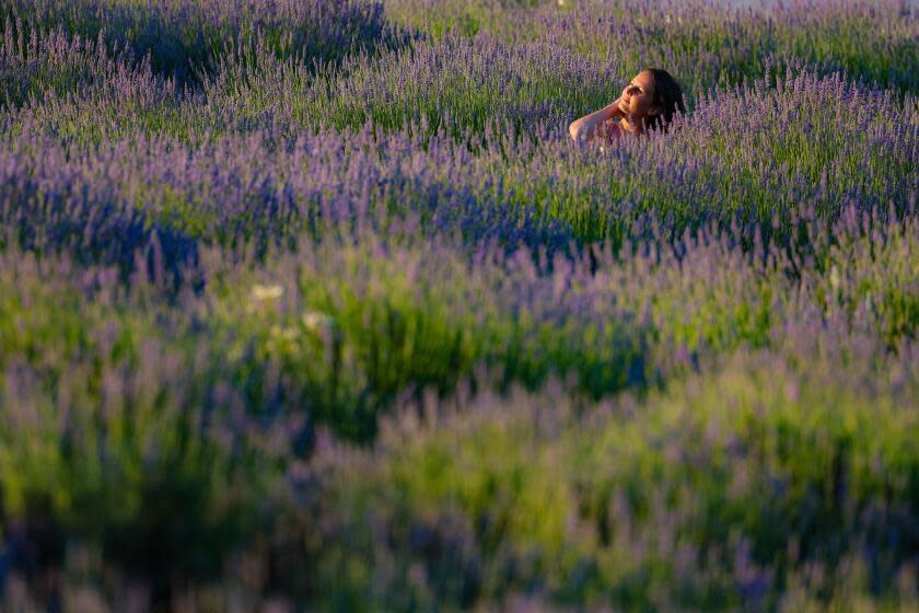 Diana Bullert from Manitoba, Canada, pauses while touring the lavender grove.